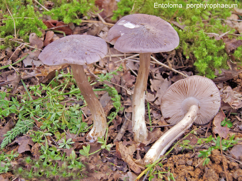 Entoloma porphyrophaeum-amf783-1.jpg - Entoloma porphyrophaeum ; Syn1: Rhodophyllus porphyrophaeus ; Syn2: Entoloma phaeocephalum ; Nom français: Entolome porphyre